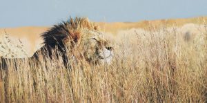 Art Show: Reflections of Africa - Last Day @ Campbell House Galleries