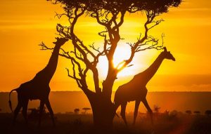 ARTour: Kenya