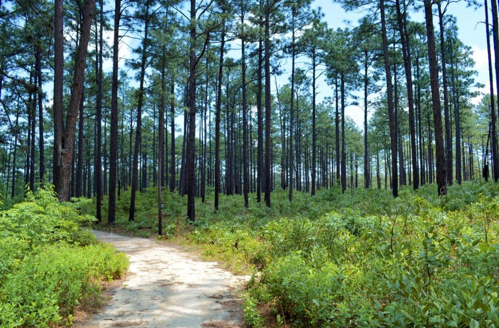 Nature & Forest Therapy Walk